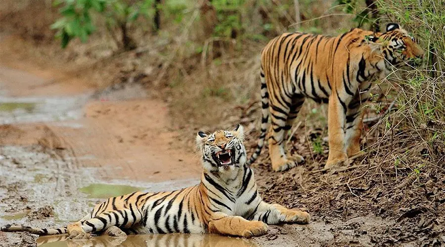 Wildlife Safari In Madhav National Park